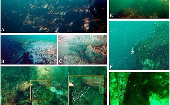 Синята дупка Таам Джа', най-дълбокият подводен понор има скрити пещери и тунели (видео)