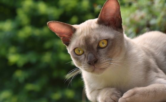 Бирманските котки обикновено живеят повече от 14 години