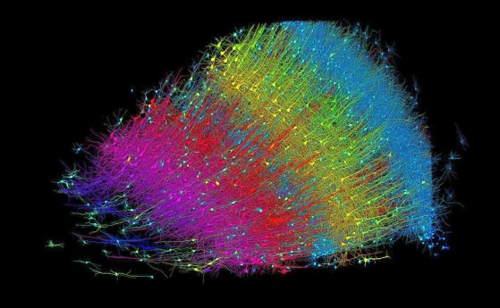 Революционен пробив: Подробна 1400 терабайтова 3D карта на зрънце човешки мозък