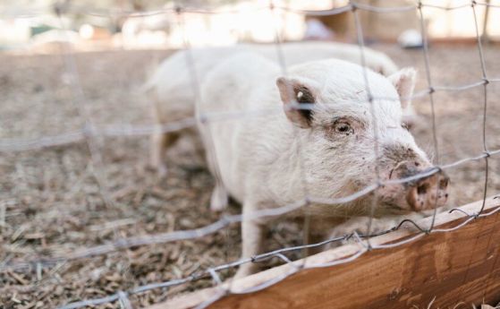 PETA, организацията за правата на животните, осъжда практиката животински органи да се използват за трансплантация на хора след смъртта на първия в света жив реципиент на генетично модифициран свински бъбрек. Мъжът в крайна сметка умира само седмици след 
