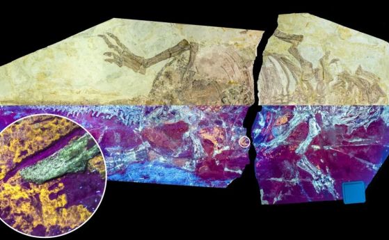Екземплярът Psittacosaurus е изследван под естествена и ултравиолетова светлина (съответно горна и долна половина), разкривайки сложни подробности за фосилизираната кожа.