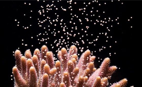 Корали, освобождаващи пакетчета яйцеклетки/сперматозоиди, които ще бъдат оплодени във водата, за да образуват ларви с размер на маково семе. 