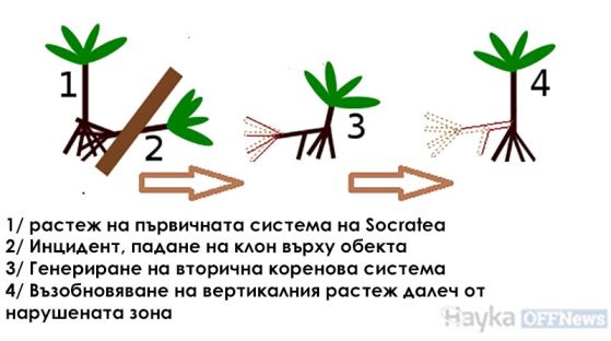 Как ходи Socratea Exorrhiza?