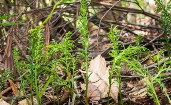 Няколко папрати от вида Tmesipteris oblanceolata растат сред мъртви листа