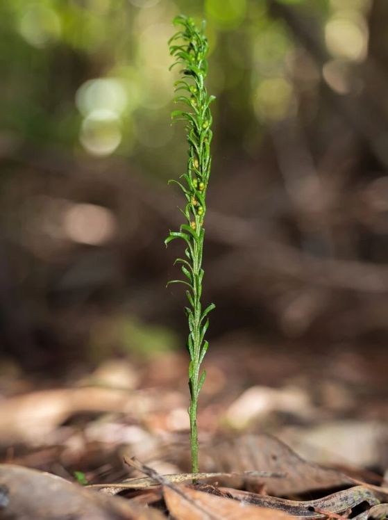 Единична папрат Tmesipteris oblanceolata, растяща сред мъртви листа.