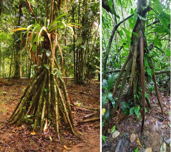 Въздушните корени на палмата, действащи като "крака", му позволяват да се движи бавно в търсене на оптимална слънчева светлина