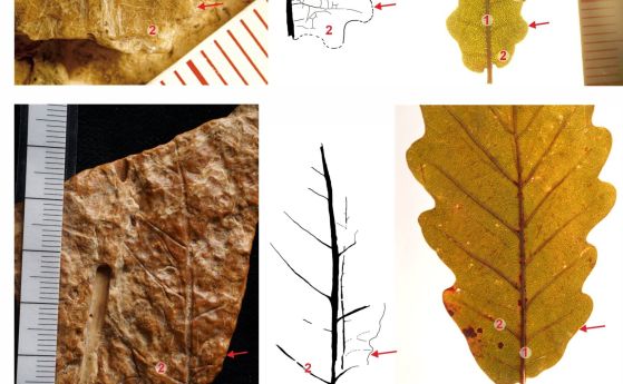 Фрагменти от листа, вградени в опалов слой в сравнение със съвременни дъбови листа