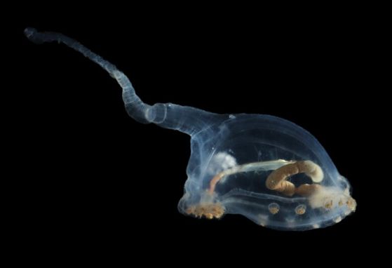 морска краставица с прозрачно тяло и опашка