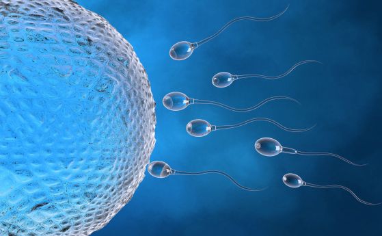 яйцеклетка и сперматозоиди