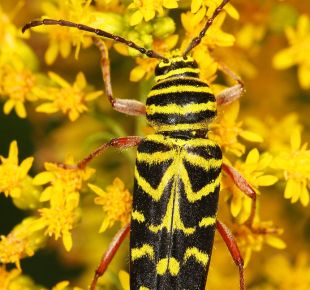 Скакалецът Megacyllene robiniae е унищожителен вредител по растението златна пръчица. Кредит: Judy Gallagher (CC BY 2.0)