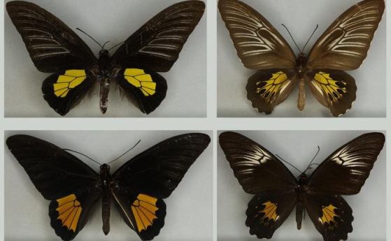Пеперуди птицекрилки от групата видове Troides haliphron, при които женските са видимо по-разнообразни от мъжките