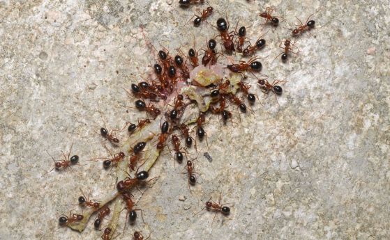 мравки дърводелци