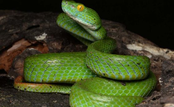 Змия със сини устни и жълти очи