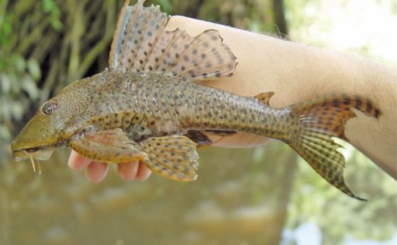 Hypostomus plecostomus