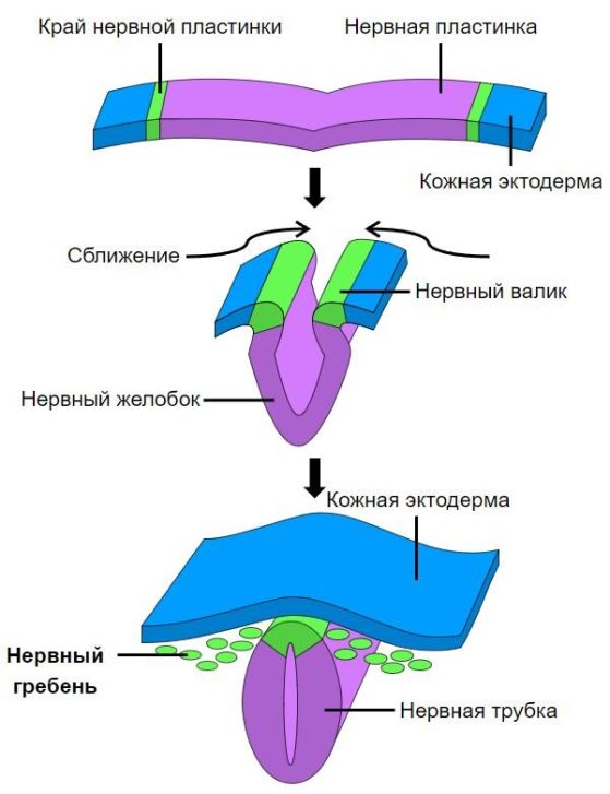 Образуване на нервен гребен по време на неврулация.