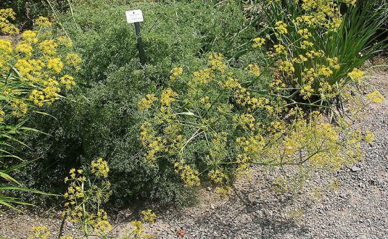 ferula drudeana