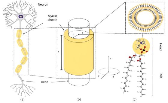 Схема, показваща неврон с множество миелинови обвивки по дължината му, моделиране на сегмент от миелинова обвивка, обхващащ сегмент от аксон, и фосфолипидни молекули, основен компонент на миелина, с опашка, състояща се от голям брой въглеродно-водородни (