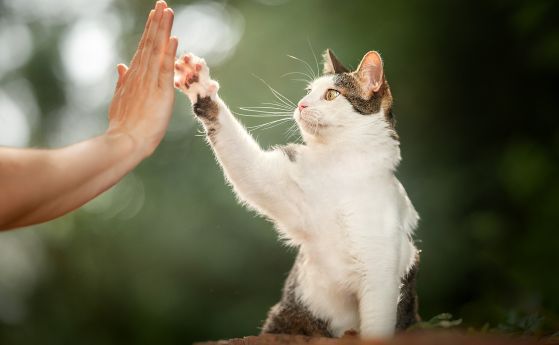 човек и котка: Дай 5!