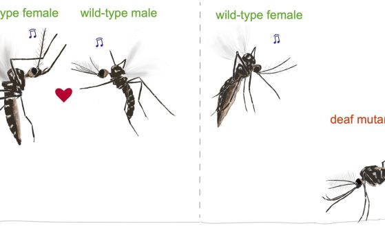 Дивите комари разчитат на слуха, за да се чифтосват, но мъжките, генетично проектирани да бъдат глухи, пропускат