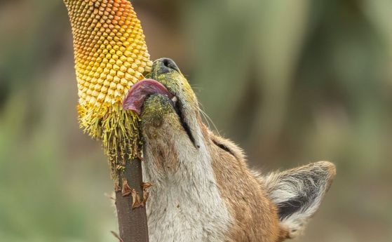 Етиопски вълк (Canis simensis) облизва нектар от етиопското цвете Kniphofia foliosa