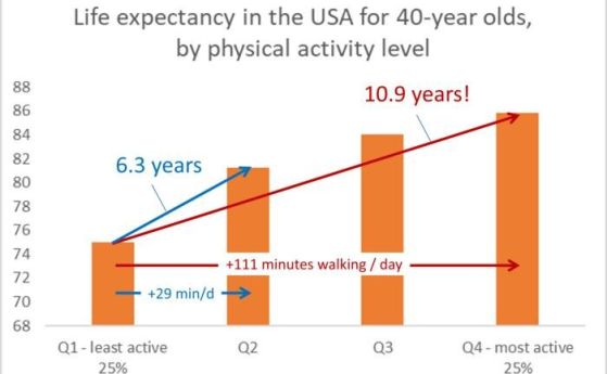 Американците на възраст над 40 години биха могли да живеят допълнително 5,3 години, ако всички бяха толкова активни, колкото най-активните 25% от населението. За най-малко активните 25% от американците на възраст над 40 години допълнителен час разходка мо
