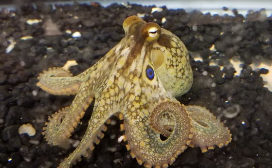 калифорнийския двуточков октопод (Octopus bimaculoides)