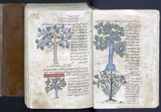 Илюстрация на чинар (цинар) и бял ясен в Kitab al-Hasha'ish или De Materia Medica от Диоскорид. Кредит: Leiden University Libraries