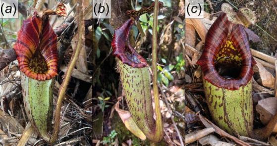 Три изображения на nepenthes pongoides, големи растения със зелени тела и яркочервени отвори.
