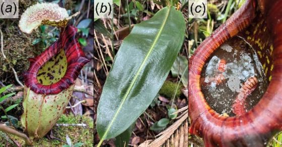 Три изображения на nepenthes pongoides, големи растения със зелени тела и яркочервени отвори.