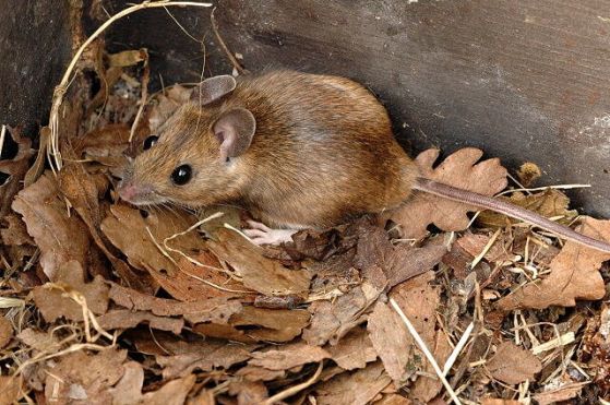 Генотипът на варианта Дубрава се носи от жълтогърлата горска мишка (Apodemus flavicollis) 