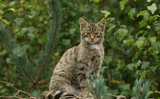 Дива котка.