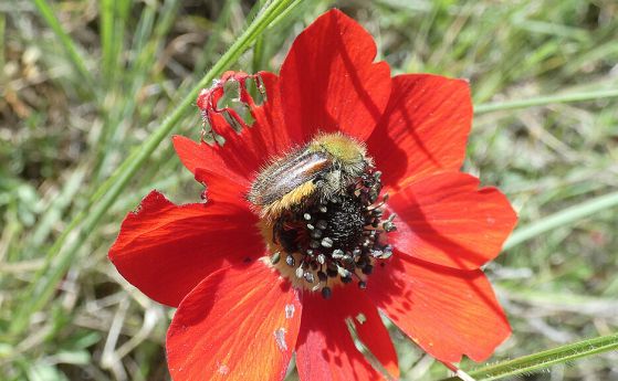 Бръмбар от вида Pygopleurus chrysonotus върху цвете на Anemone pavonina в Гърция. Бръмбарът може да прави това, което другите насекоми не могат: да вижда червения цвят
