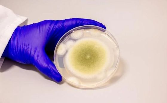 Проба от Aspergillus flavus