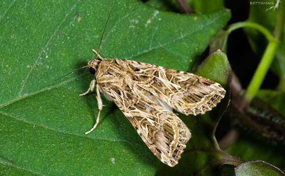 Spodoptera litura