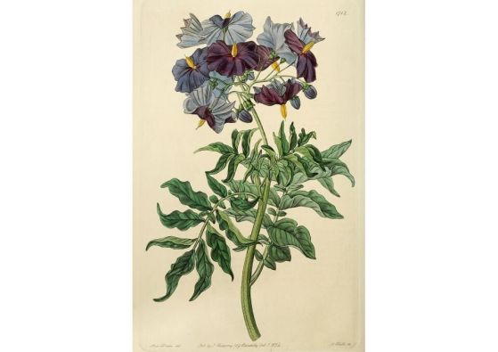 Solanum etuberosum