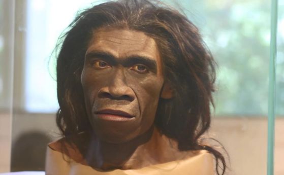 Реконструкция на лицето на Homo erectus, фотографирана в Залата за човешки произход "Дейвид Кох" в Националния природонаучен музей "Смитсониън"