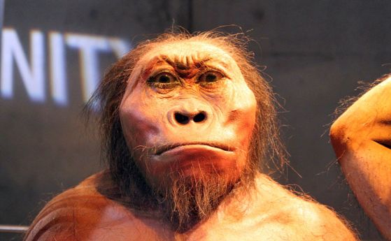 Australopithecus africanus