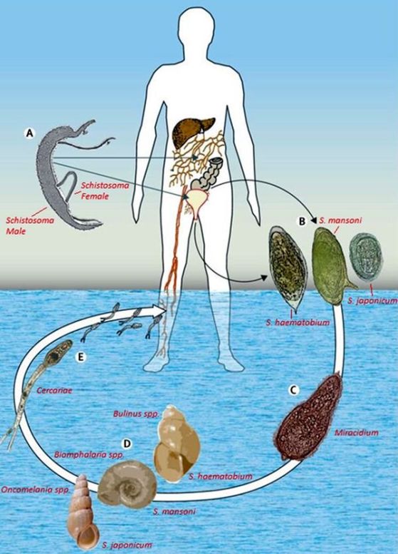Жизнения цикъл на паразитния червей Schistosoma mansoni 