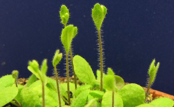 Arabidopsis thaliana
