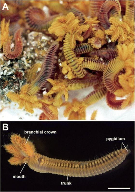 Проба Paralvinella hessleri