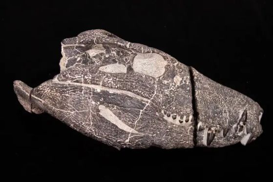 Kostensuchus atrox - череп, вече освободен от скалата. Вкаменелият череп на Kostensuchus atrox