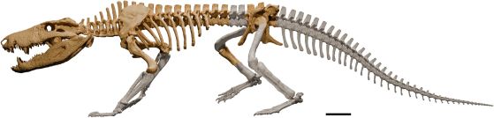 Скелетна реконструкция на Kostensuchus atrox gen. et sp. nov. Триизмерен модел в ляв страничен изглед със запазена кост в светлокафяво и липсващи елементи в светлосиво. Липсващите елементи са моделирани въз основа на избрани кркодилоподобни, за които тези региони са известни (напр. Montealtosuchus, Araripesuchus), както и съществуващи крокодили (Caiman). Мащабна лента 5 см. https://doi.org/10.1371/journal.pone.0328561.g006