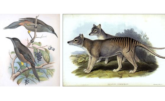 Вляво: Кауай Oo Kauaʻi ʻōʻō (Moho braccatus) изчезва в Хавай през 80-те години на миналия век. Той и други островни птици (и бозайници) са отговорни за по-голямата част от изчезванията на ниво род през последните няколко века. Вдясно: Тилацин - емблематич