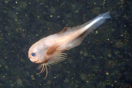 Рибата-охлюв (Careproctus colliculi) има отличителен розов цвят, гръдни перки с дълги лъчи и уникална неравна текстура. Кредит: 2019 MBARI