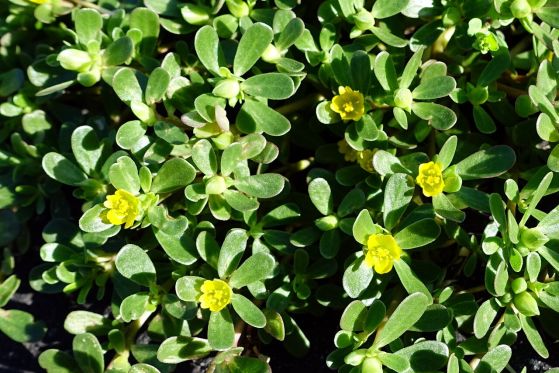 Oбикновена тученица Portulaca oleracea