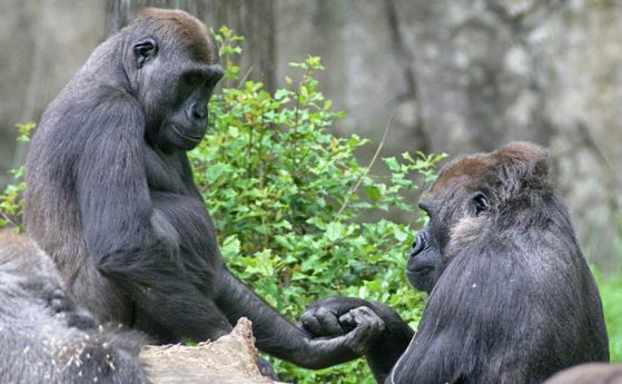 Западни низинни горили (Gorilla gorilla gorilla)