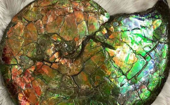 Скъпоценният камък амолит, вкаменена черупка, вградена в камък