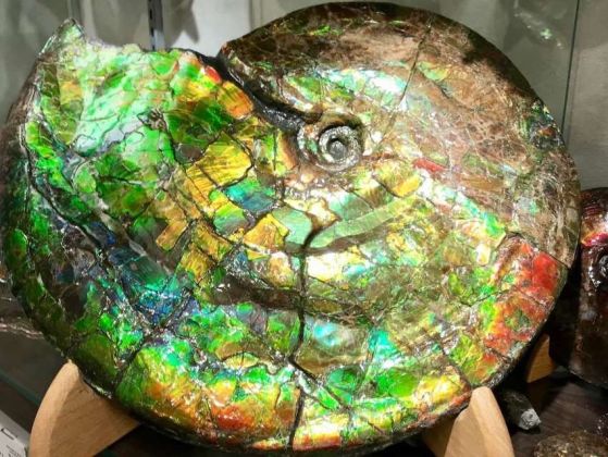 Голям амолит, вкаменена черупка предимно със зелени и сини и червени отблясъци