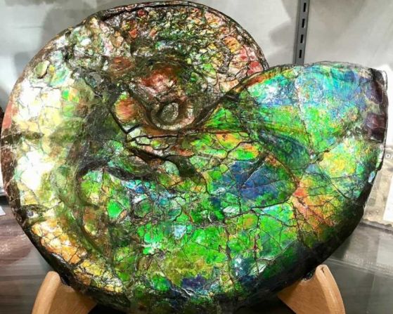 Голяма, вкаменена черупка свети в червено, зелено и синьо