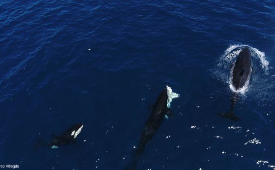 Косатка укротява бяла акула: 